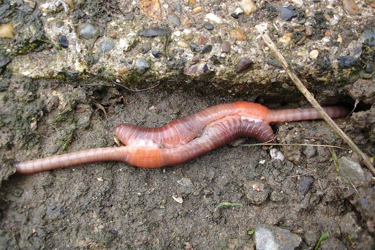 Red Wiggler Composting Worms