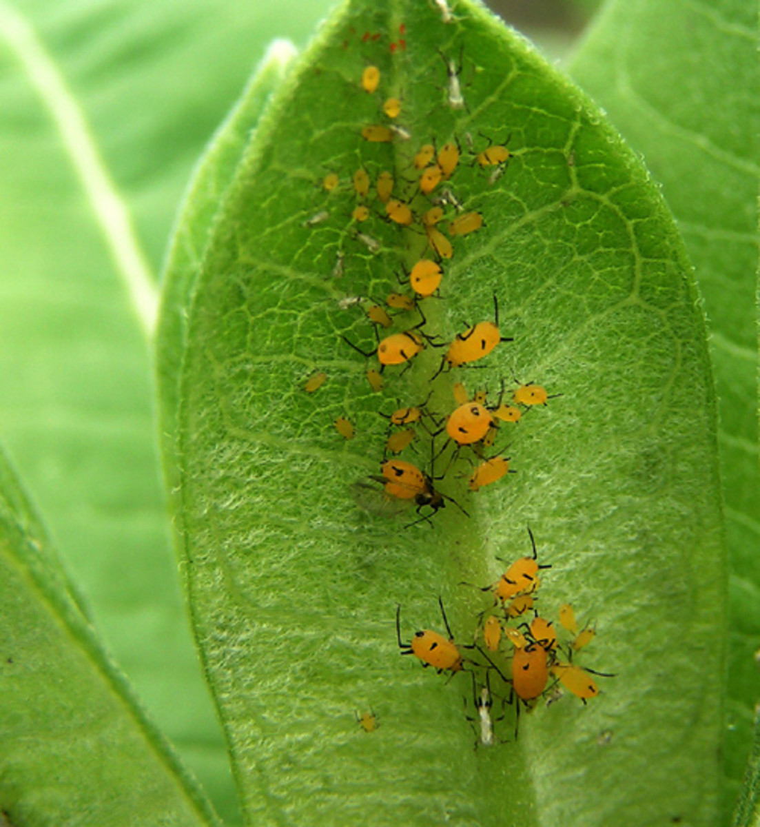 How to Control Aphids in Your Garden With Ladybugs and Soap Dengarden