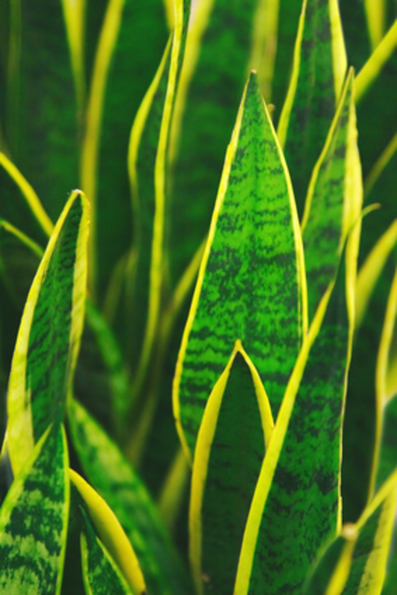 Sansevieria (Snake Plant) for Clean Air and Allergy Relief Dengarden