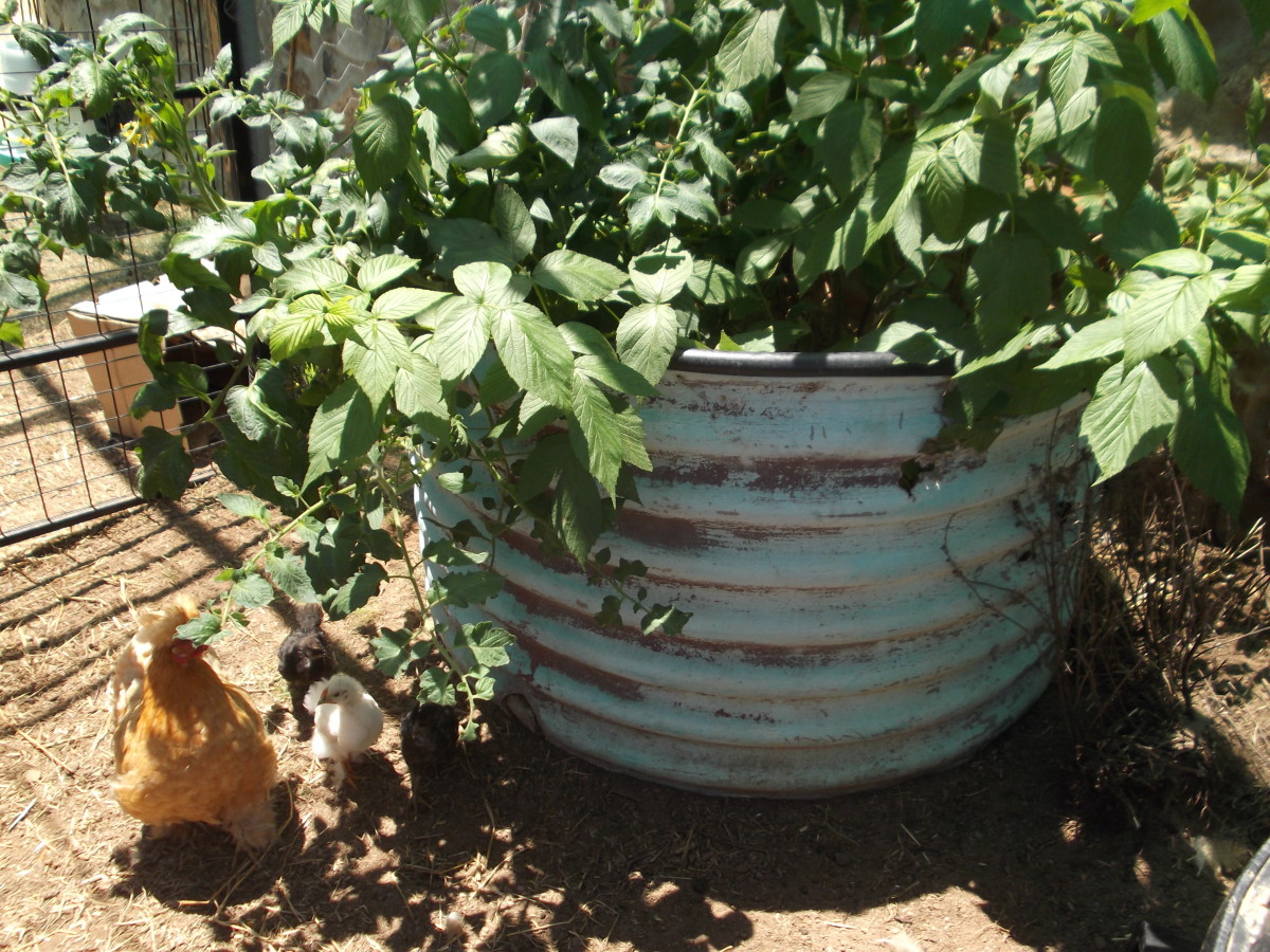 How to Build a Fire Bunker Dengarden