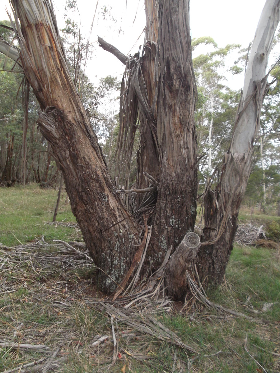 How to Build a Fire Bunker Dengarden