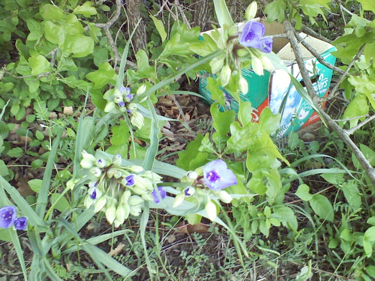 Using Common Spiderwort as an Ornamental Garden Plant Dengarden