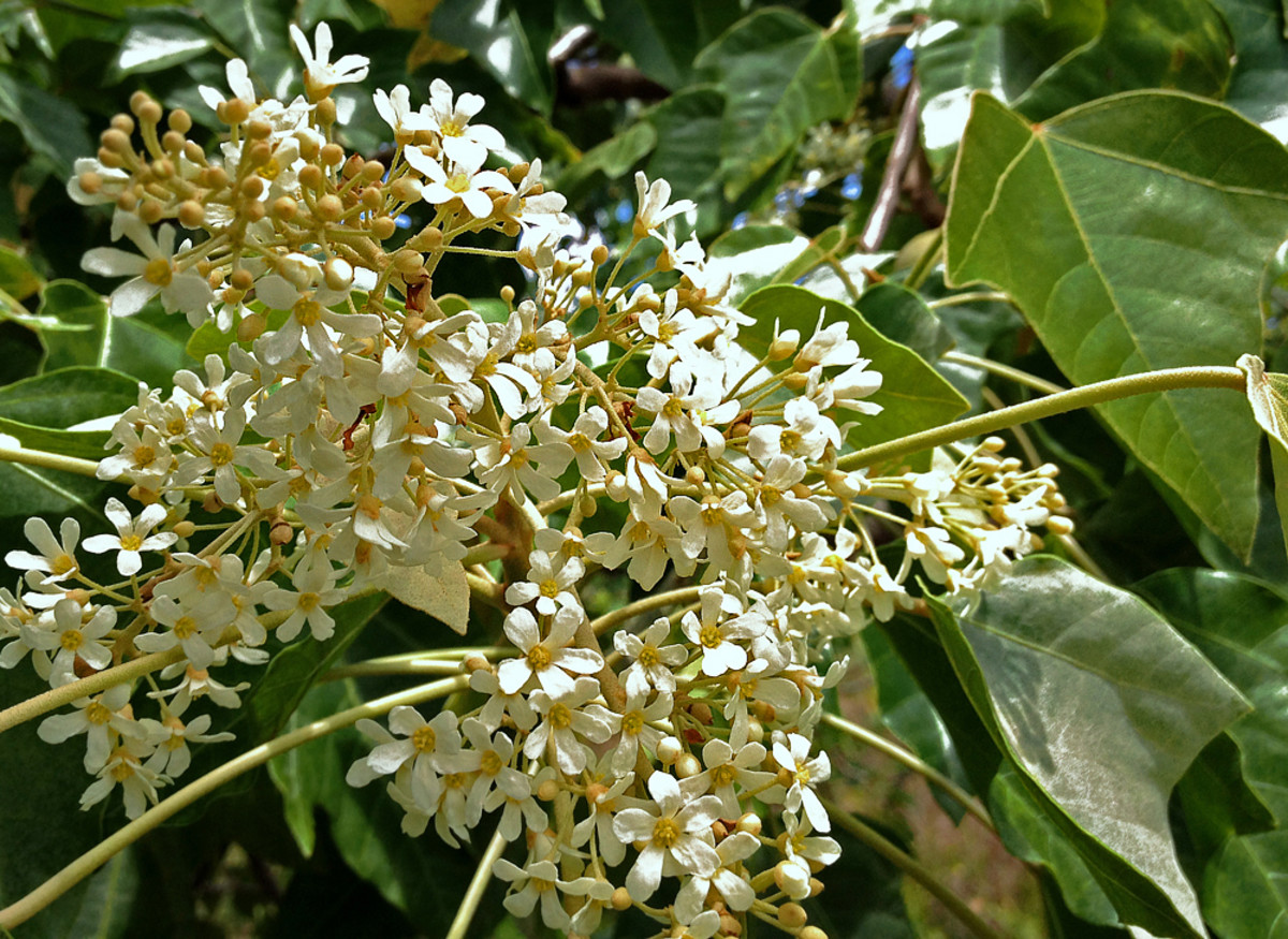 Planting A Garden With All White Tropical Flowers See Photos Dengarden 8185