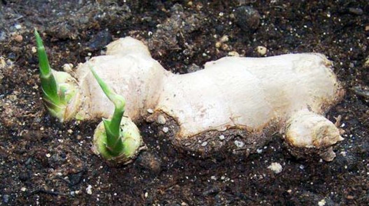 How to Grow Ginger, Plus Its Amazing Health Benefits Dengarden