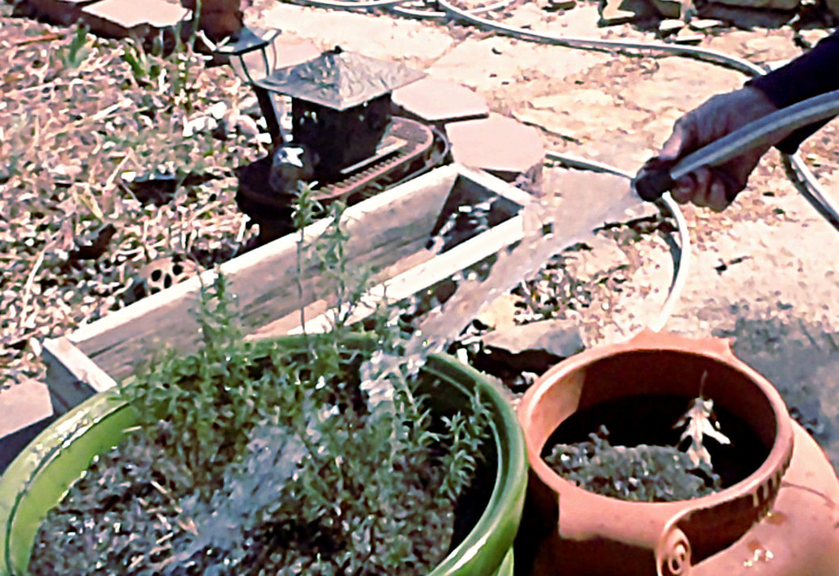 How to Grow Rosemary in Pots in a Northern Climate Dengarden