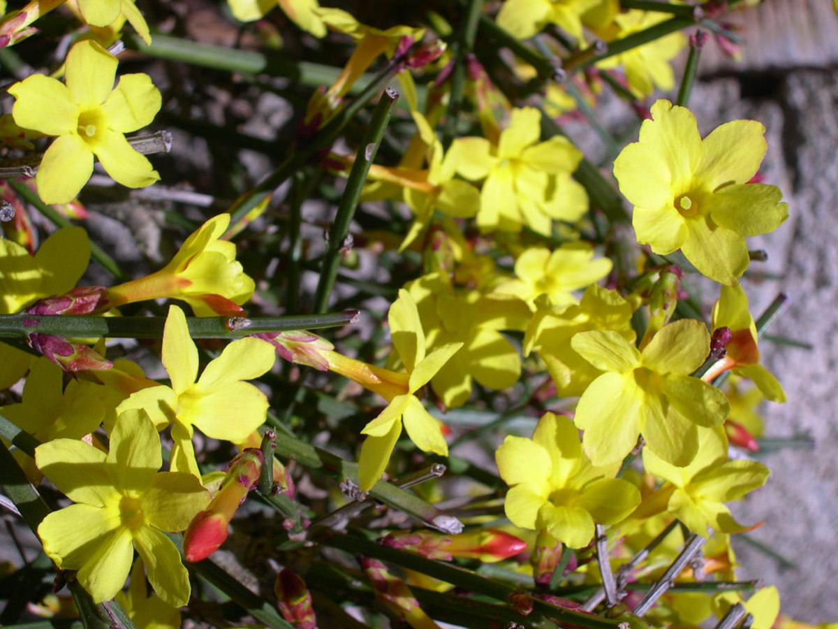 How to Plant and Care for Winter Jasmine Dengarden
