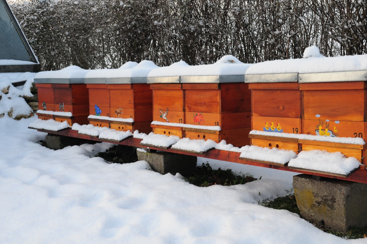 What Do Beekeepers Do in Winter? Dengarden