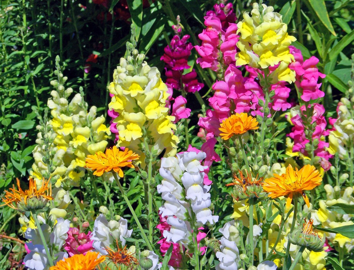 5 Best Annual Garden Flowers That Are Easy to Grow Dengarden