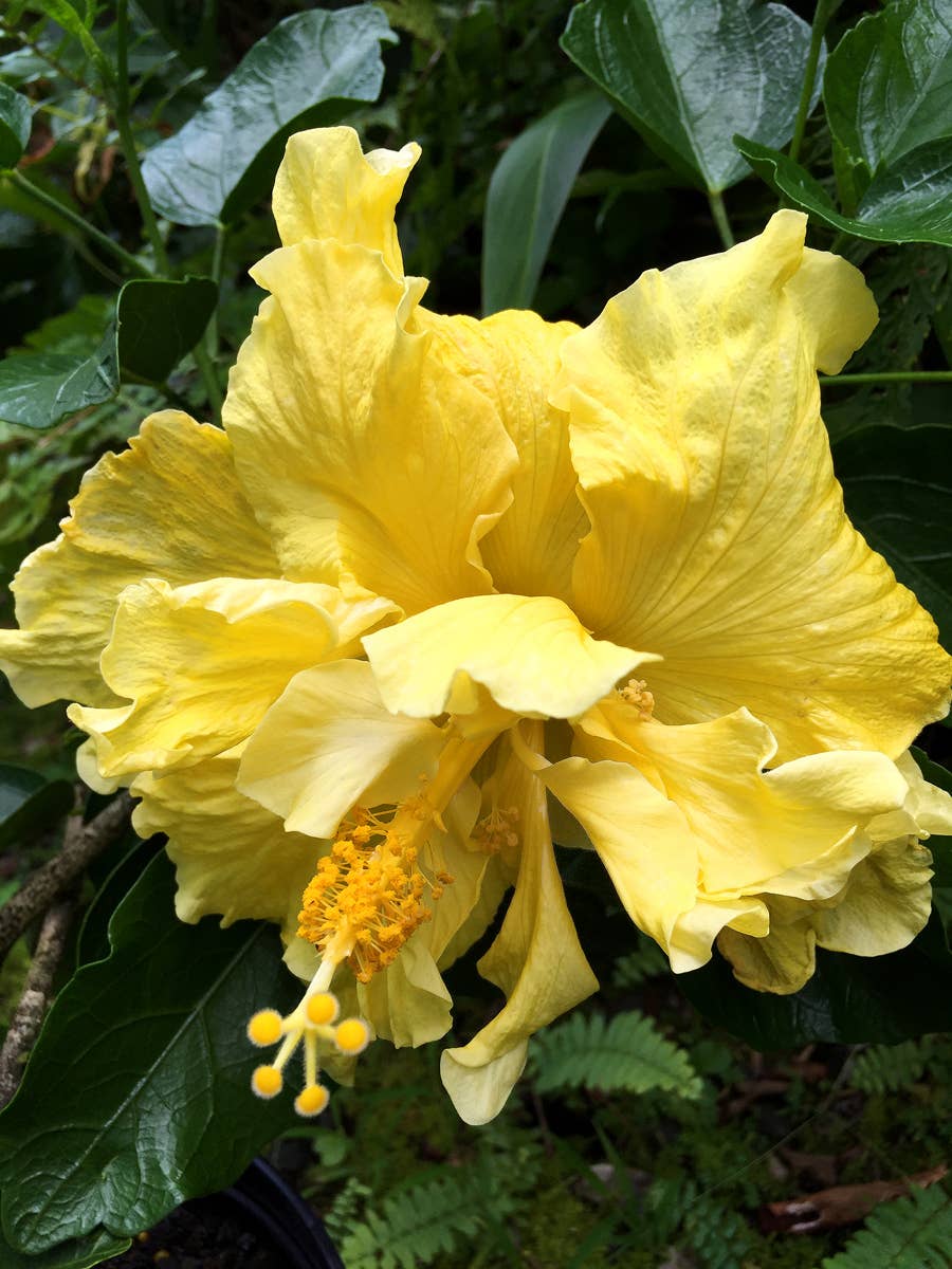 for-the-love-of-double-tropical-hibiscus-dengarden