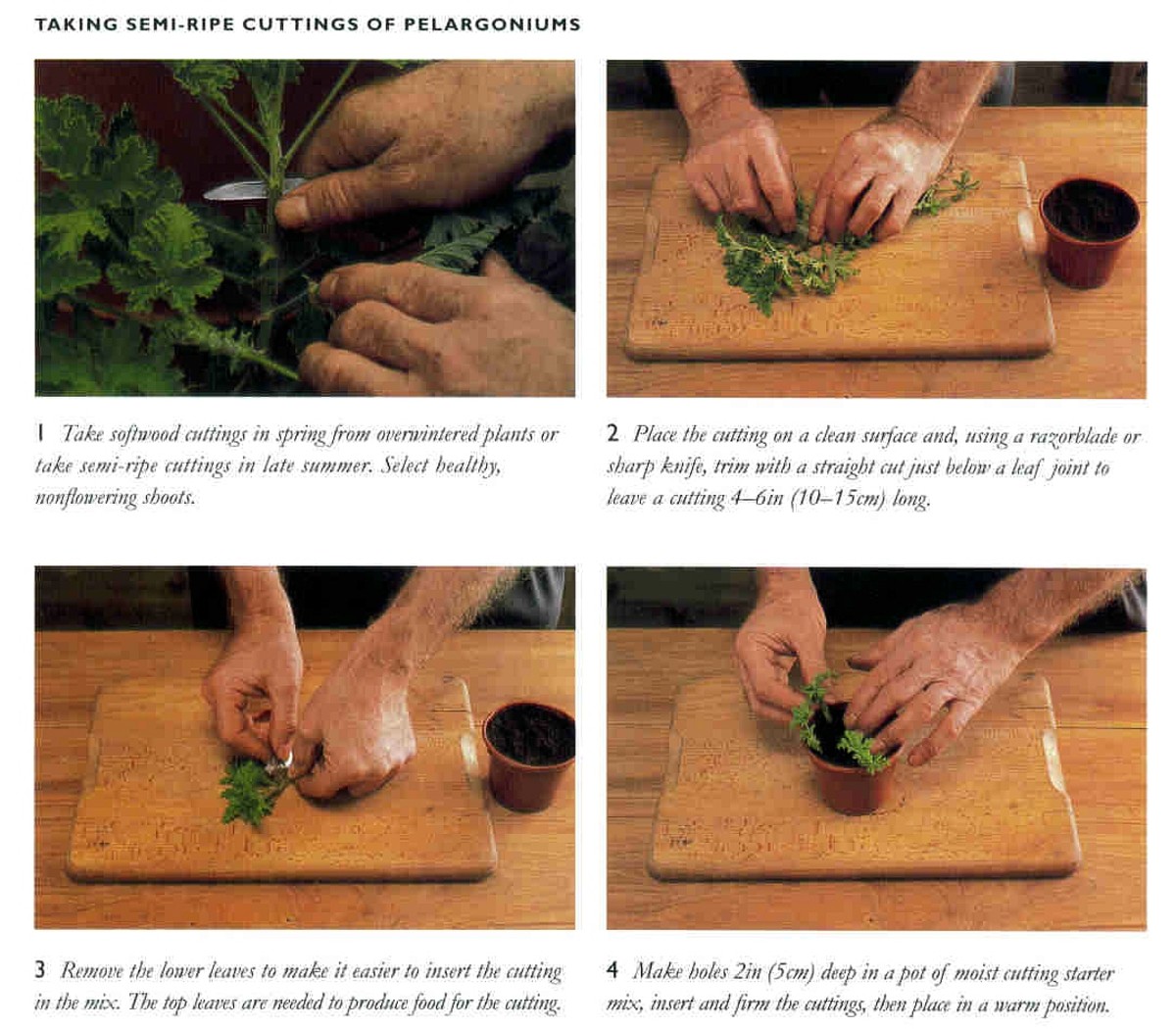 How to Grow Free Plants From Easy Cuttings Snip and Stick Dengarden