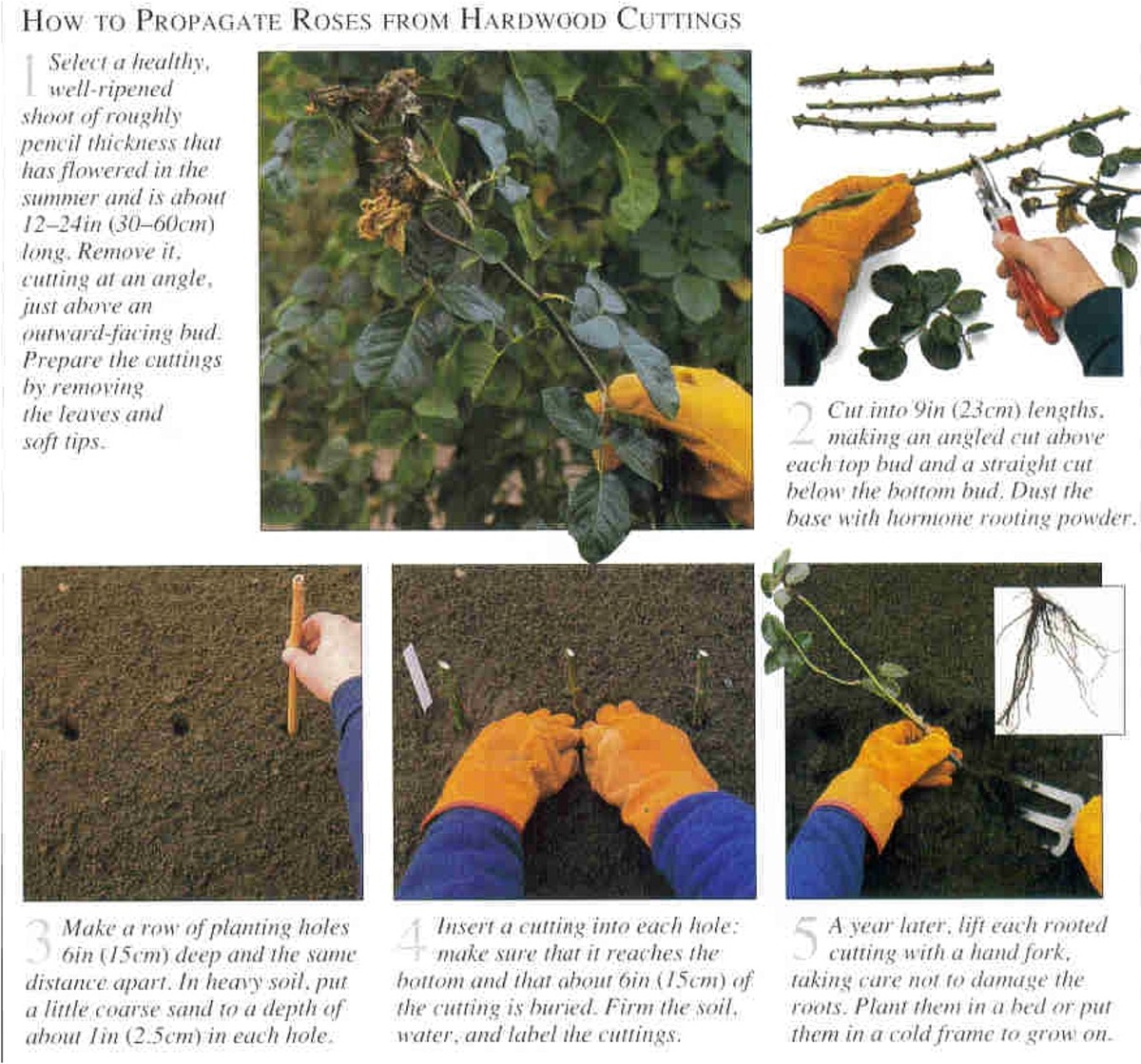 How to Grow Free Plants From Easy Cuttings Snip and Stick Dengarden