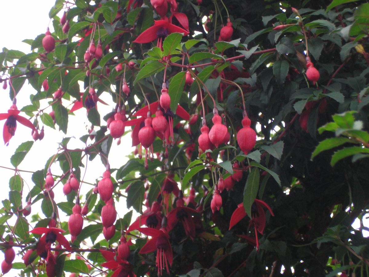 Guide to Fuchsia Fruit Dengarden