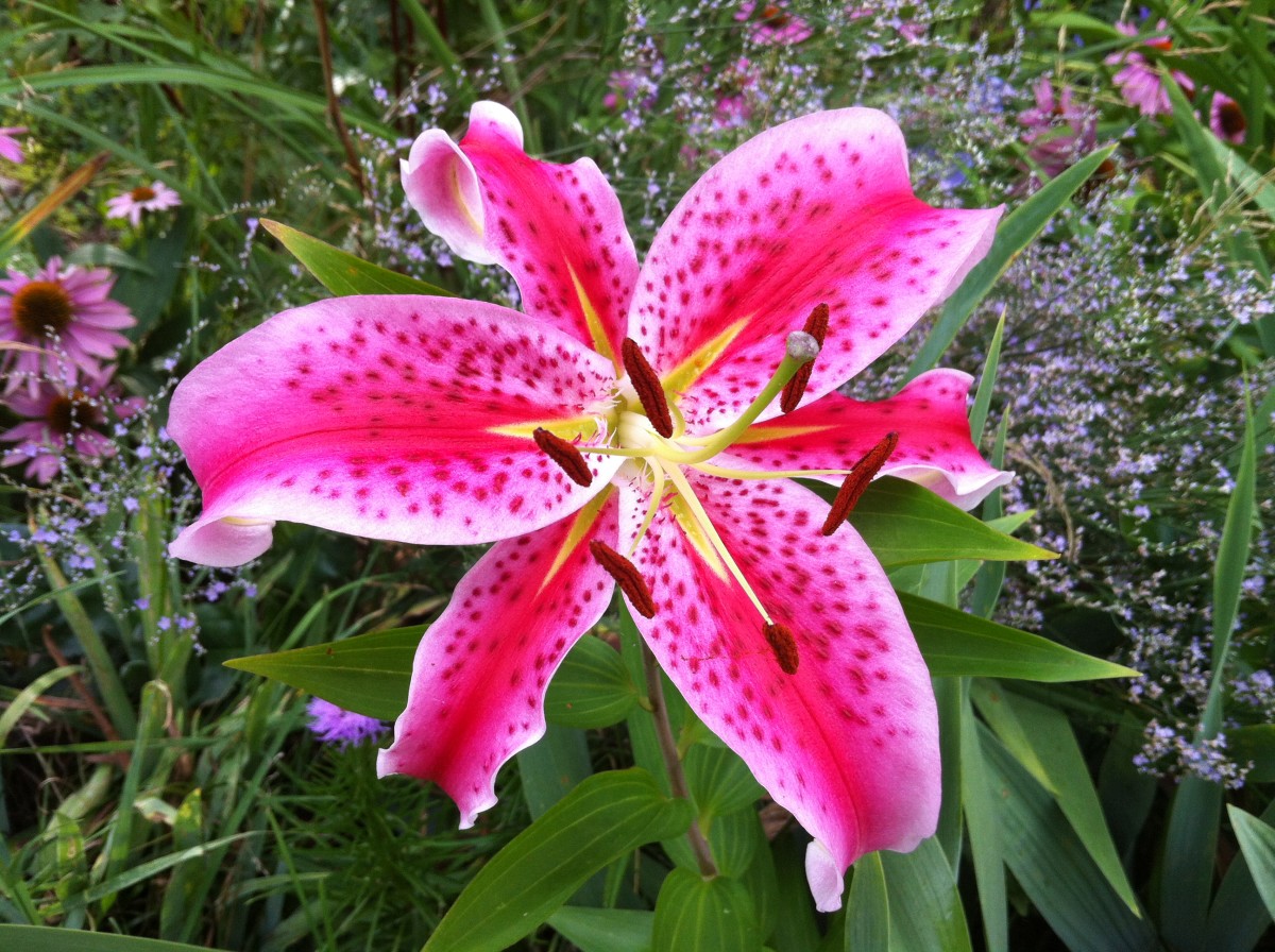 A Guide to Growing Spectacular Stargazer Lilies - Dengarden