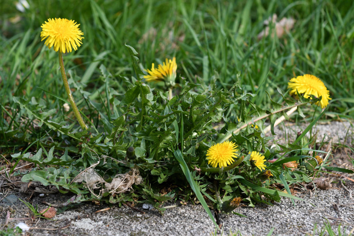 Make Jelly From the Weeds In Your Yard - Home & Garden News