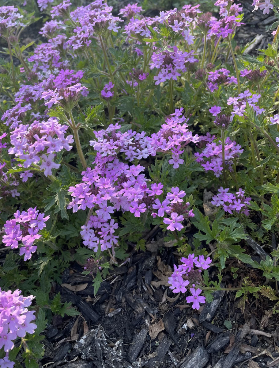 Verbena Types, Care, and Propagation - Dengarden