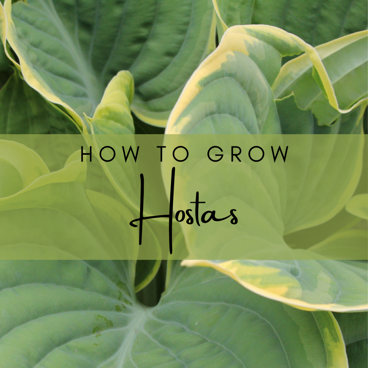 How to Plant and Grow Hostas Dengarden