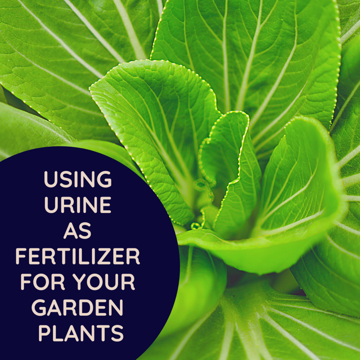 Can You Use Urine to Fertilize Plants? Dengarden