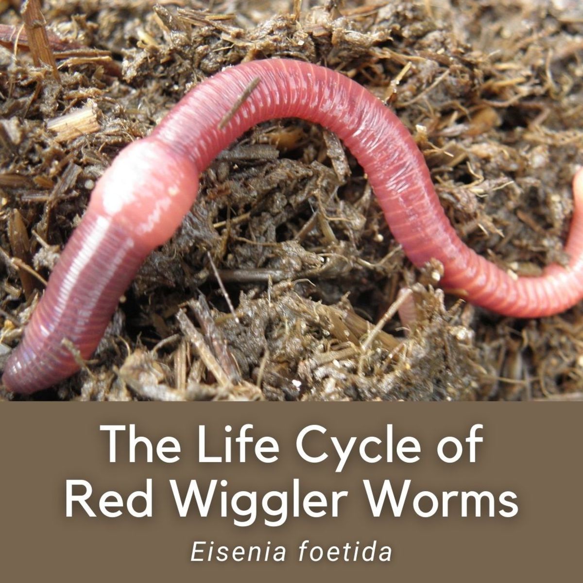 Red Wigglers Free Shipping