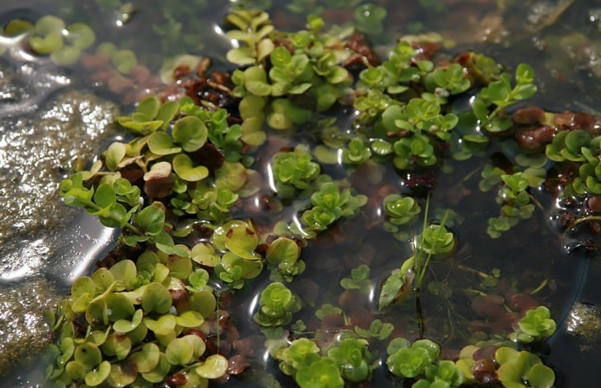 15 Plants That Like Wet Soil (Plus Growing Tips and FAQs) Dengarden