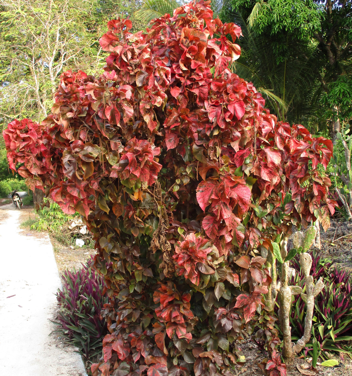 15 Plants That Like Wet Soil (Plus Growing Tips and FAQs) Dengarden