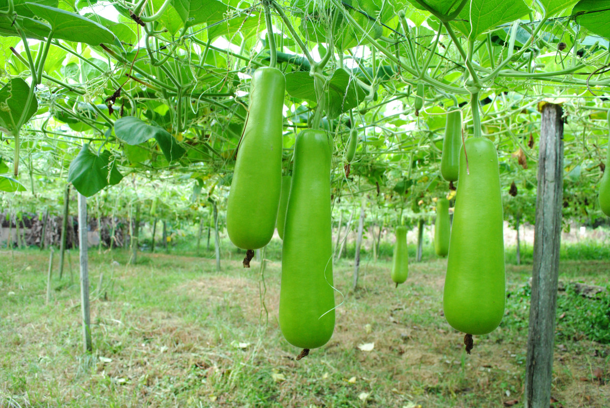 This Tunnel Method Is a Gorgeous Way to Grow Gourds - Dengarden News