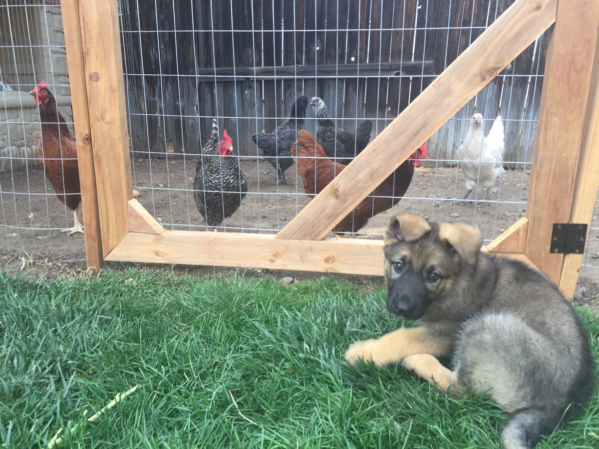 Soaring Egg Prices? 5 Reasons Why Backyard Chickens May Be the Answer