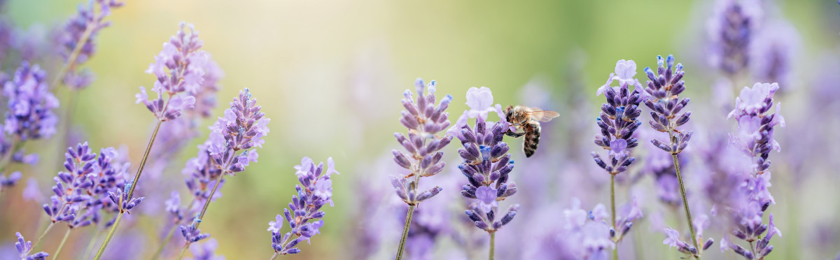 Bring Pollinators to Your Garden With a Honey Bee Feeding Station ...