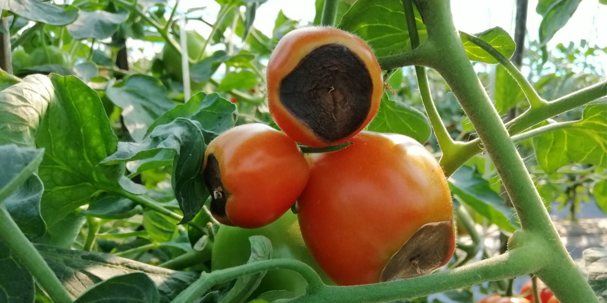 Master the Art of Tomato Gardening With These Tips Dengarden