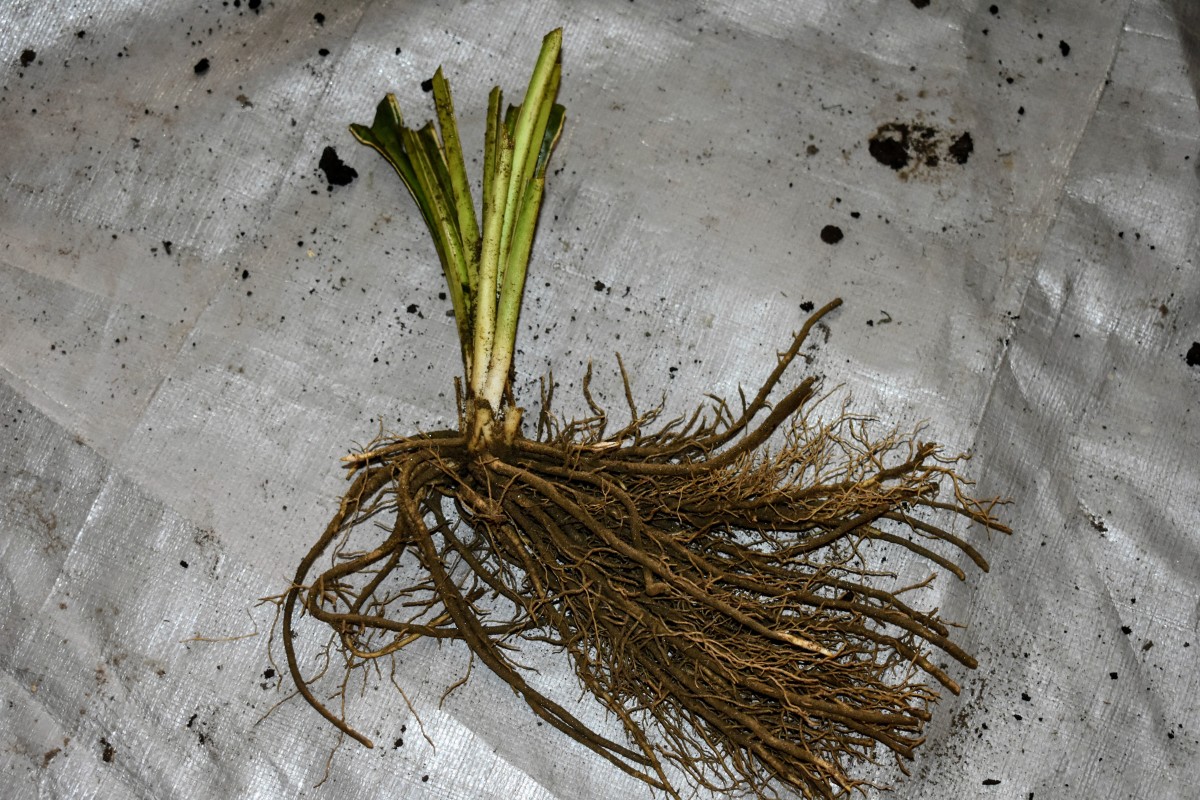 How to Properly Plant BareRoot Flowers, Shrubs and Trees Dengarden