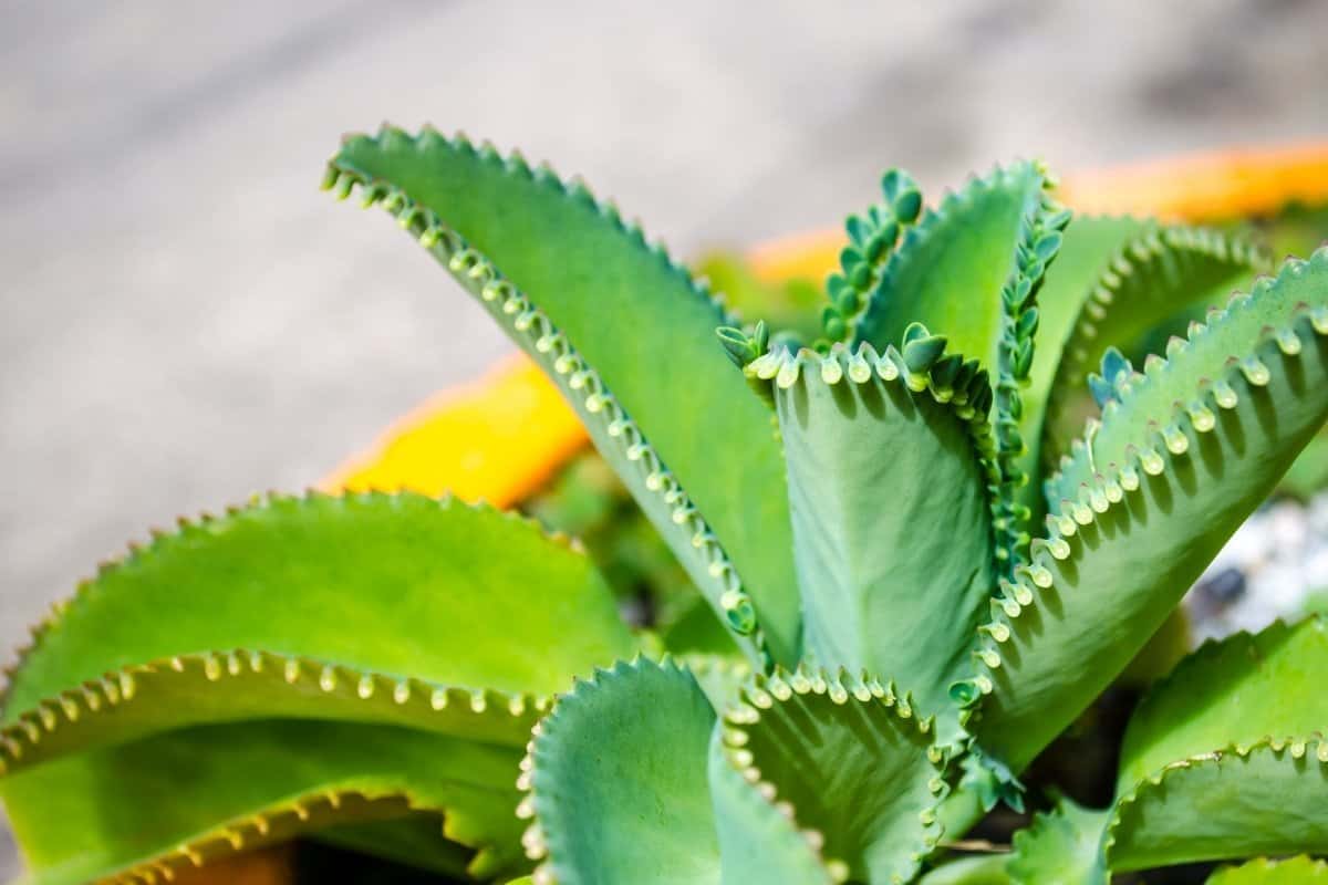 How to Distinguish Between the Mother of Millions and Mother of