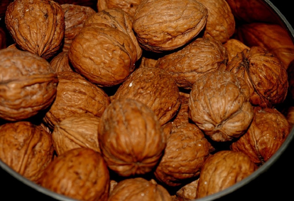 StepbyStep Guide to Growing a Black Walnut Tree Dengarden