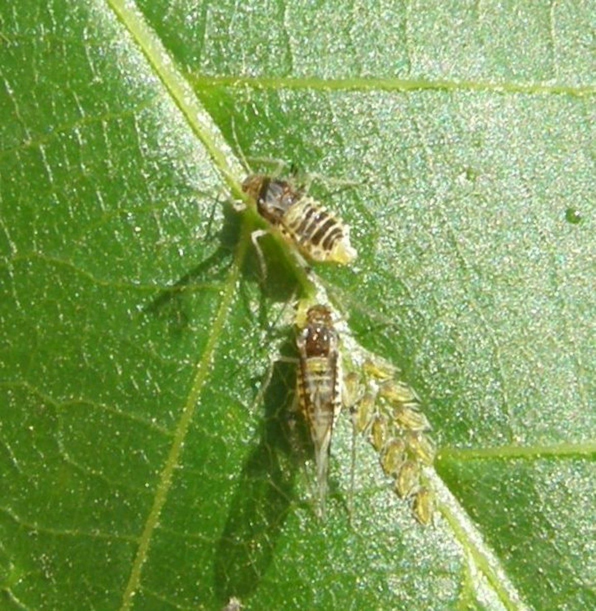 StepbyStep Guide to Growing a Black Walnut Tree Dengarden