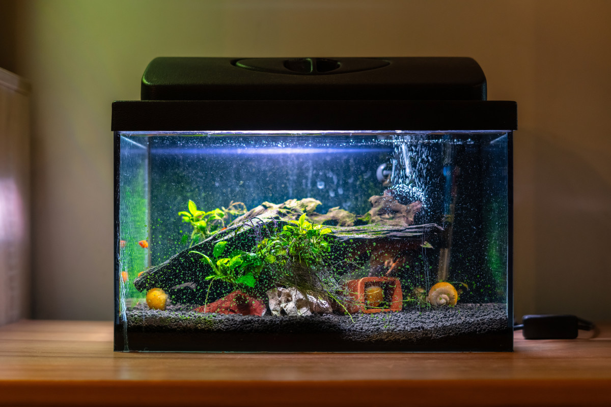 Man’s Fish Tank Hack is the Best Way to Reuse Those Old TVs Dengarden