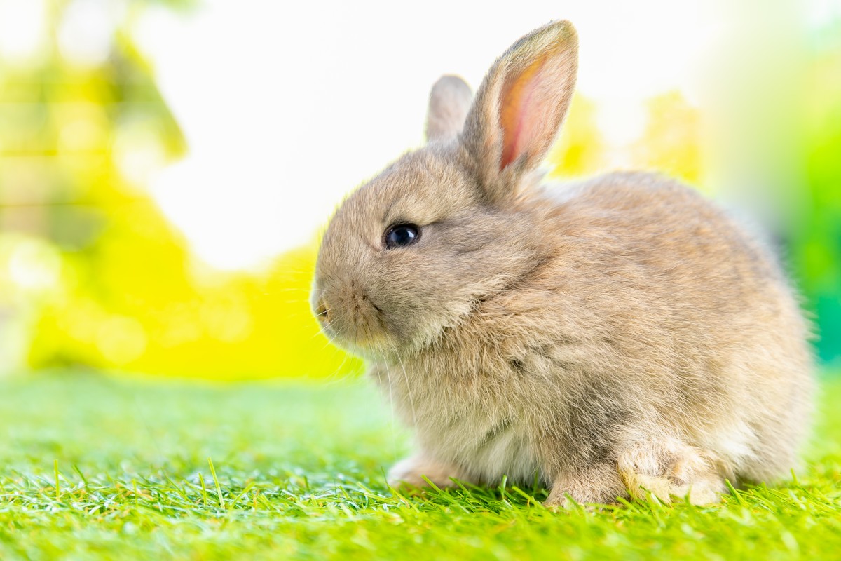 Grab These Three Simple Items to Make Adorably Easy Easter Bunnies ...