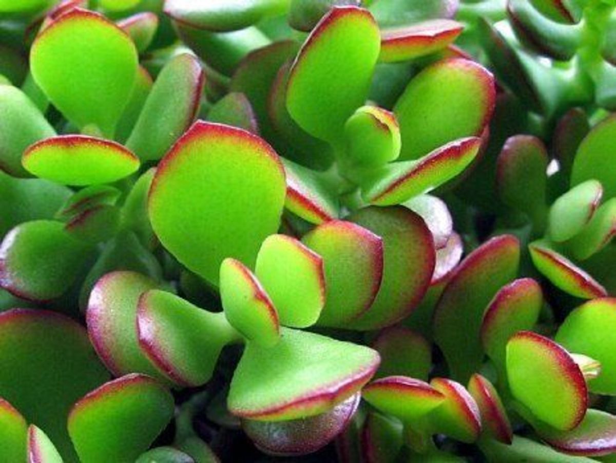 Why Jade Plants May Be the Perfect House Plants Dengarden