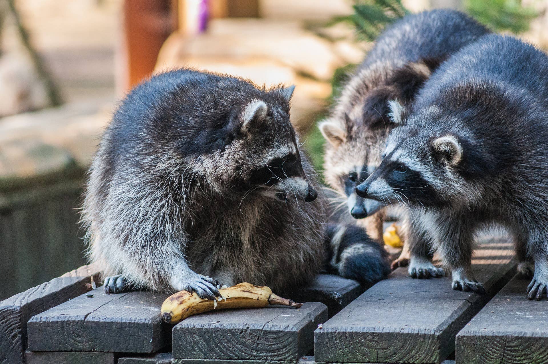 How to Outsmart Raccoons and Prevent Property Damage Dengarden