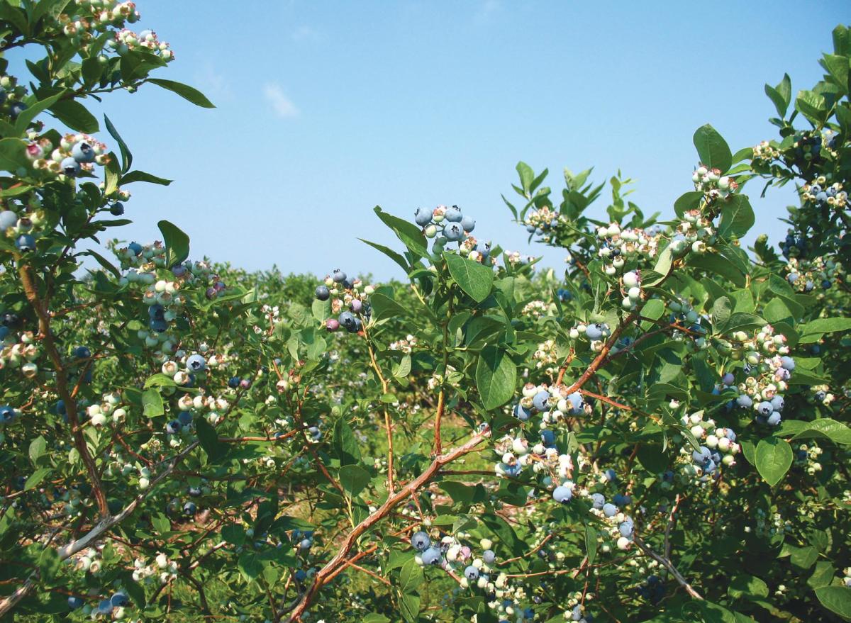 Cultivating Blueberries From Softwood or Hardwood Cuttings Dengarden