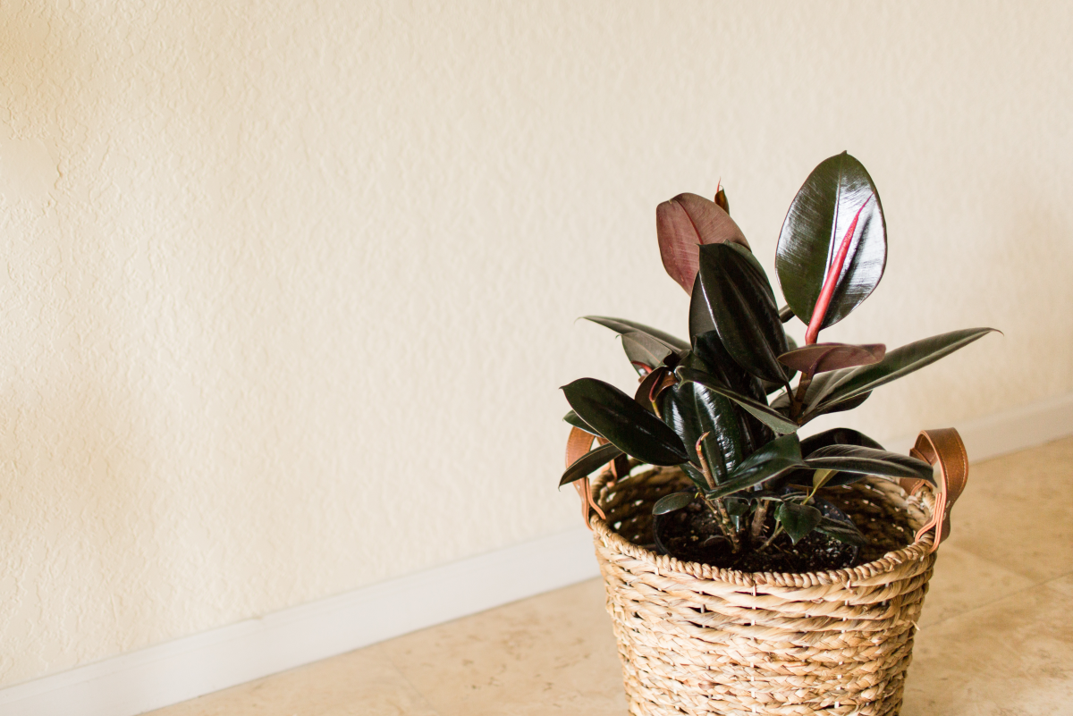 The Ultimate Guide to Rubber Plants Care, Propagation, and Benefits