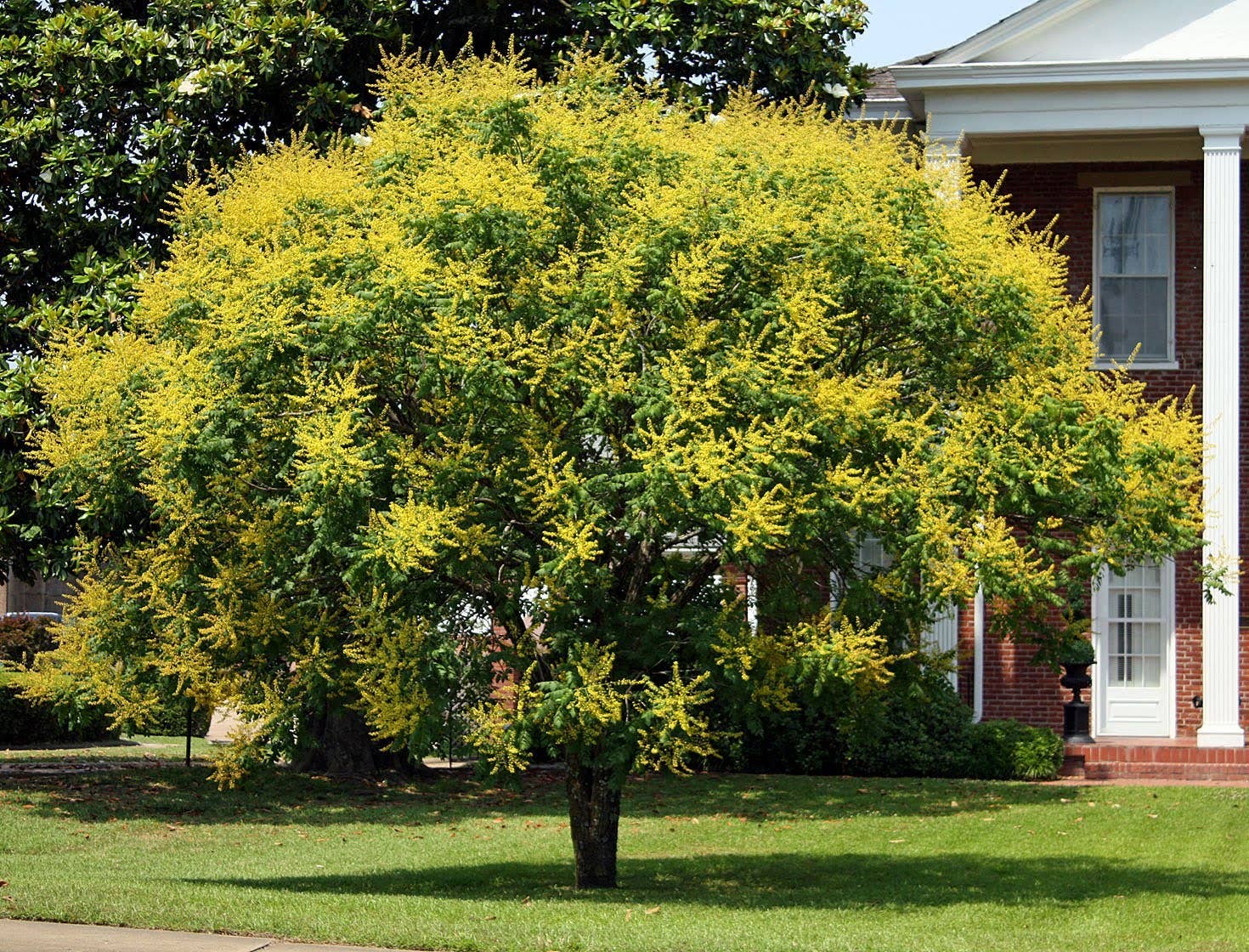 How to Plant and Care for a Golden Rain Tree Dengarden