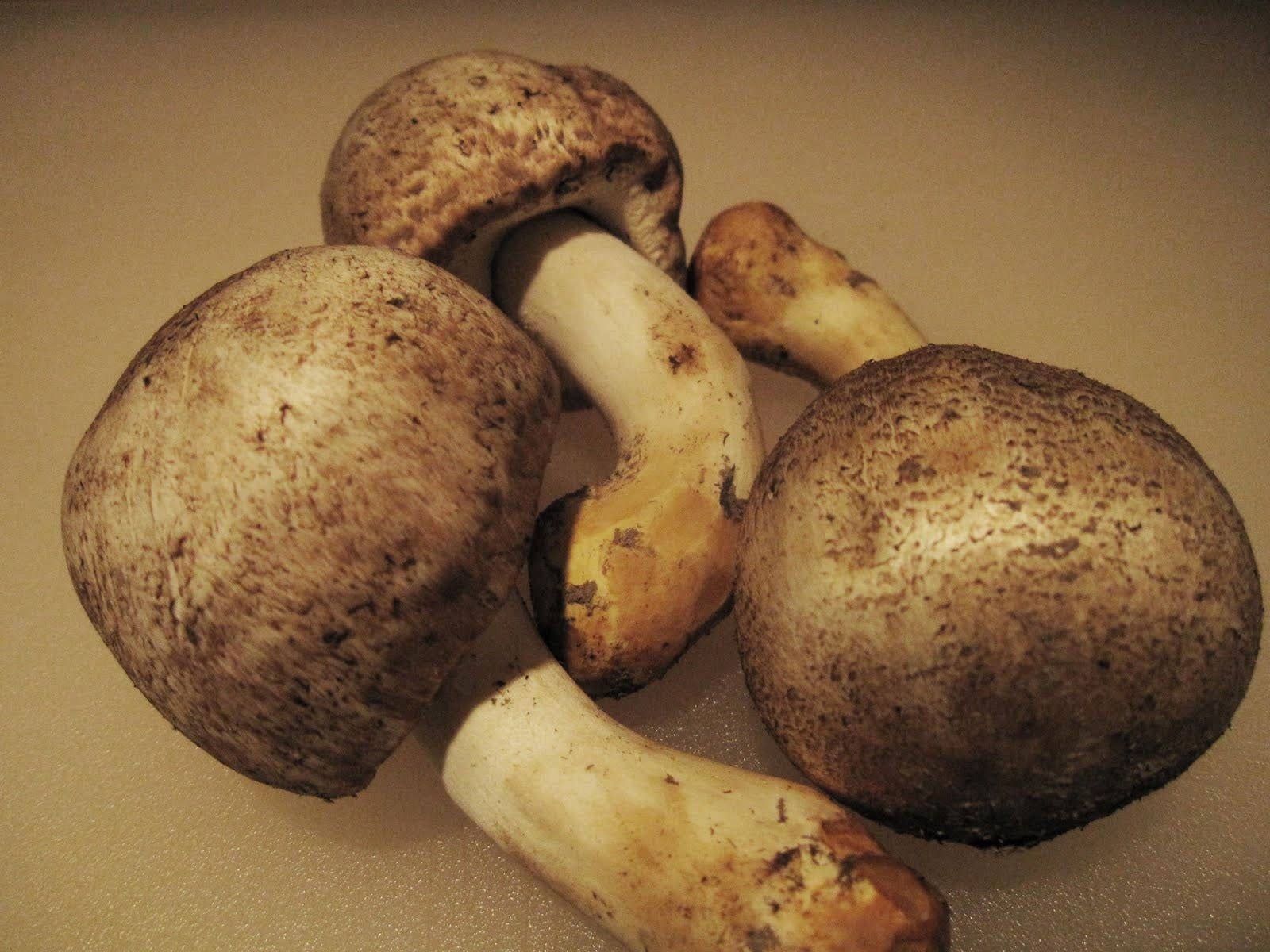 Benefits of Mushroom Compost to Flowers, Vegetables, Trees, and Shrubs