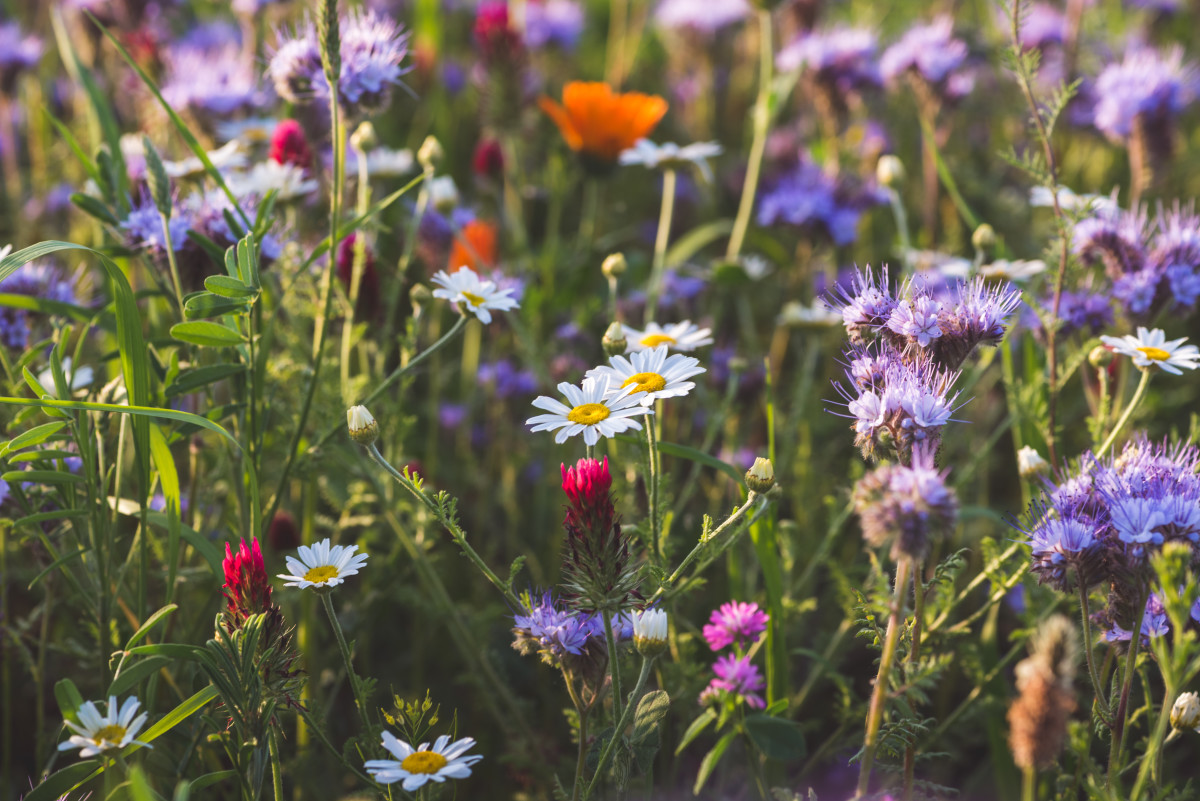 Man Shares Secret To Planting Wildflower Seeds and It’s So Brilliant
