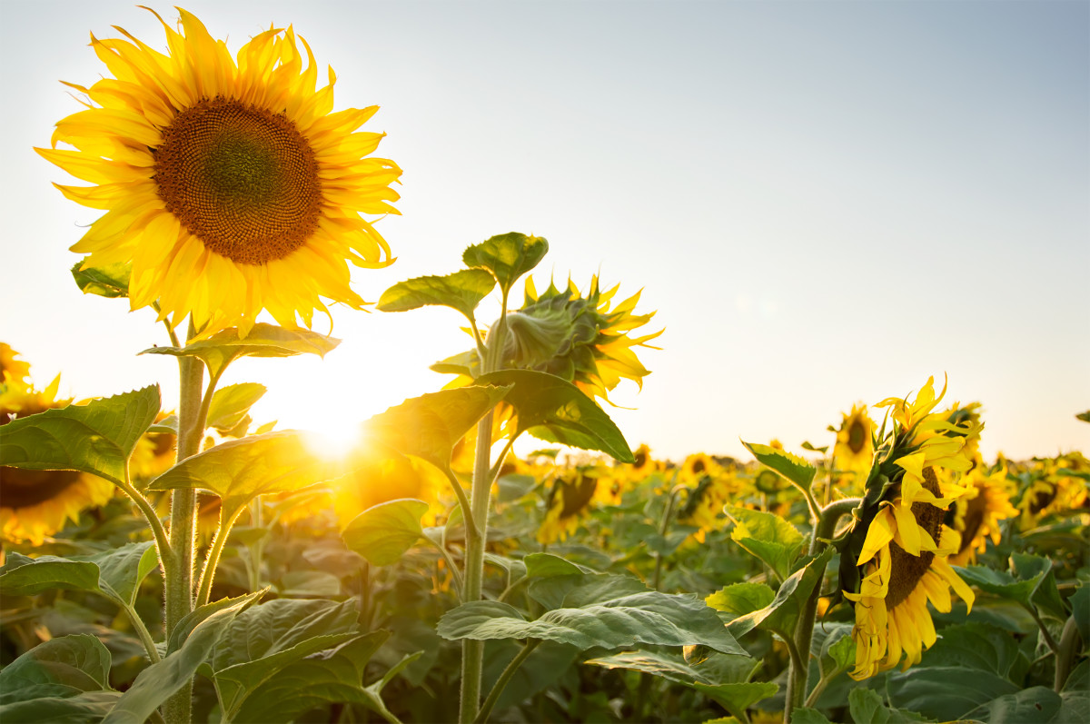 Farmer Builds A ”SunFlower Room” In Yard And It's Over The Top Cool ...