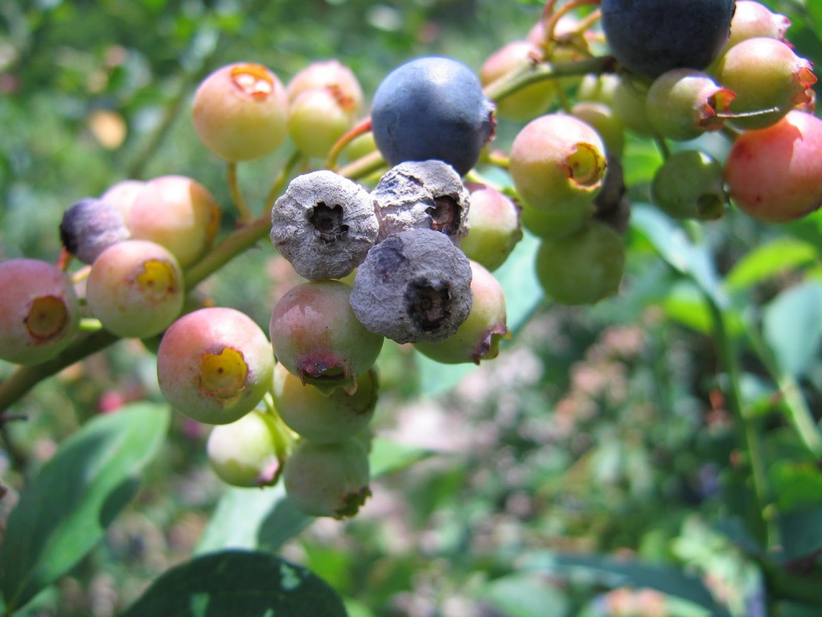 Comprehensive Guide to Growing Blueberries in North America Dengarden