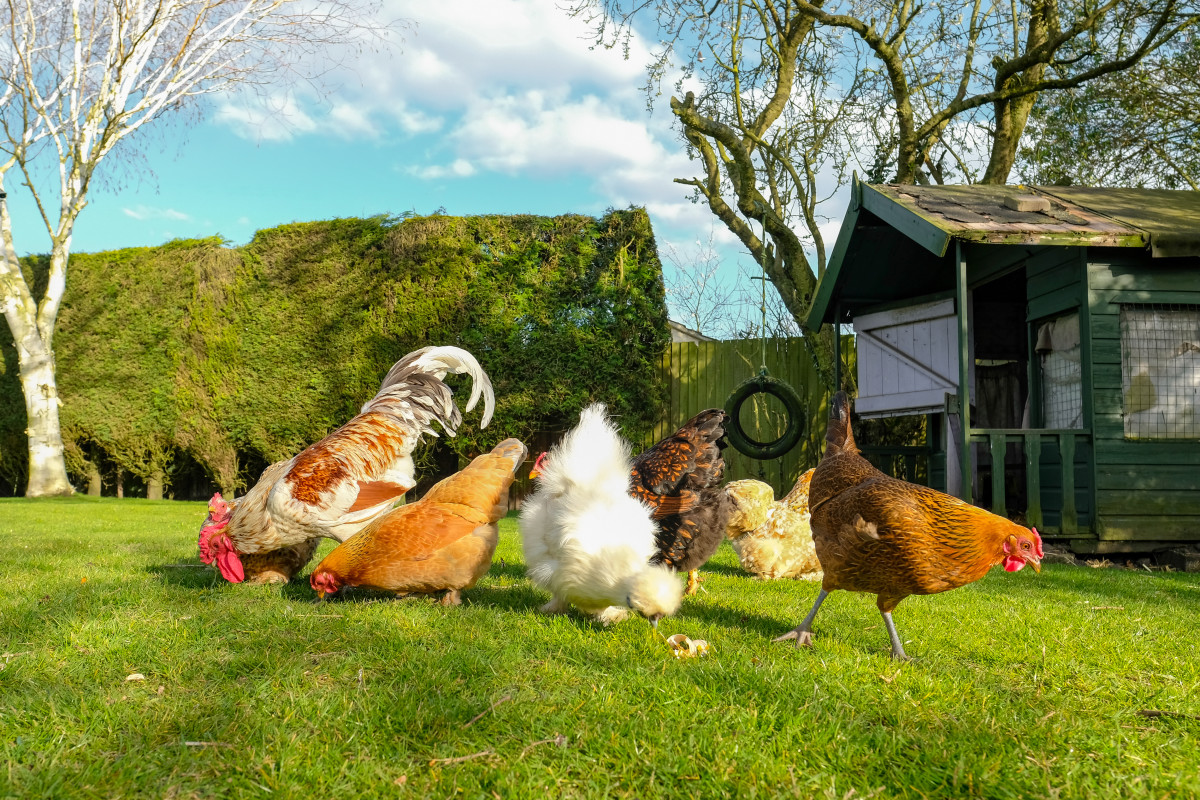 Homesteader Has a Genius Solution That Fixes a Muddy Chicken Coop