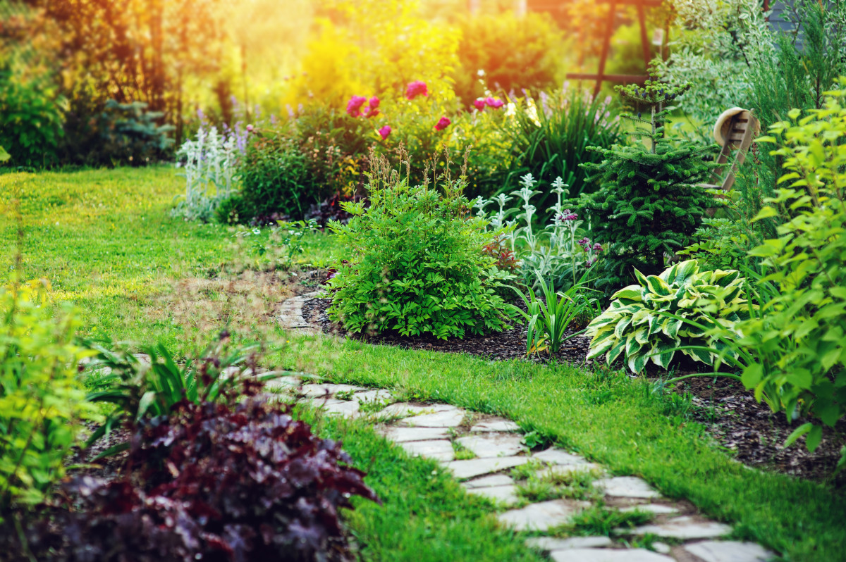 MoneySaving Perennial Plant Grows Like a Shrub but Costs a Fraction of