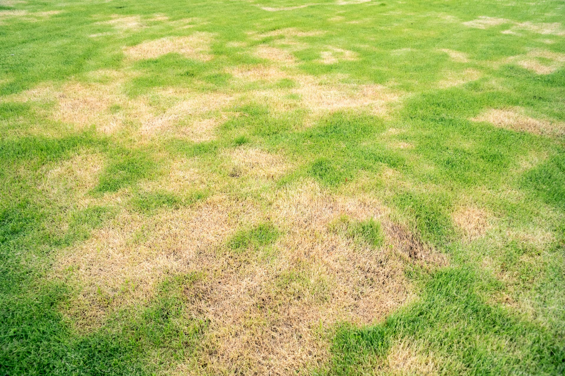 woman-mixes-grass-seed-with-toilet-paper-to-fill-in-lawn-gaps-and-the