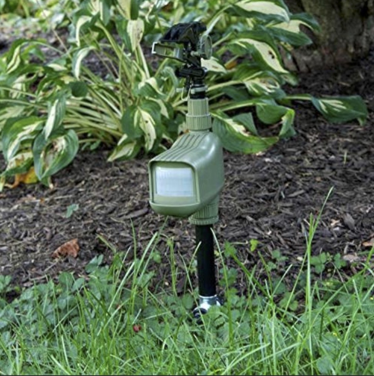 Humane Ways to Keep Feral Hogs Out of Your Yard Dengarden