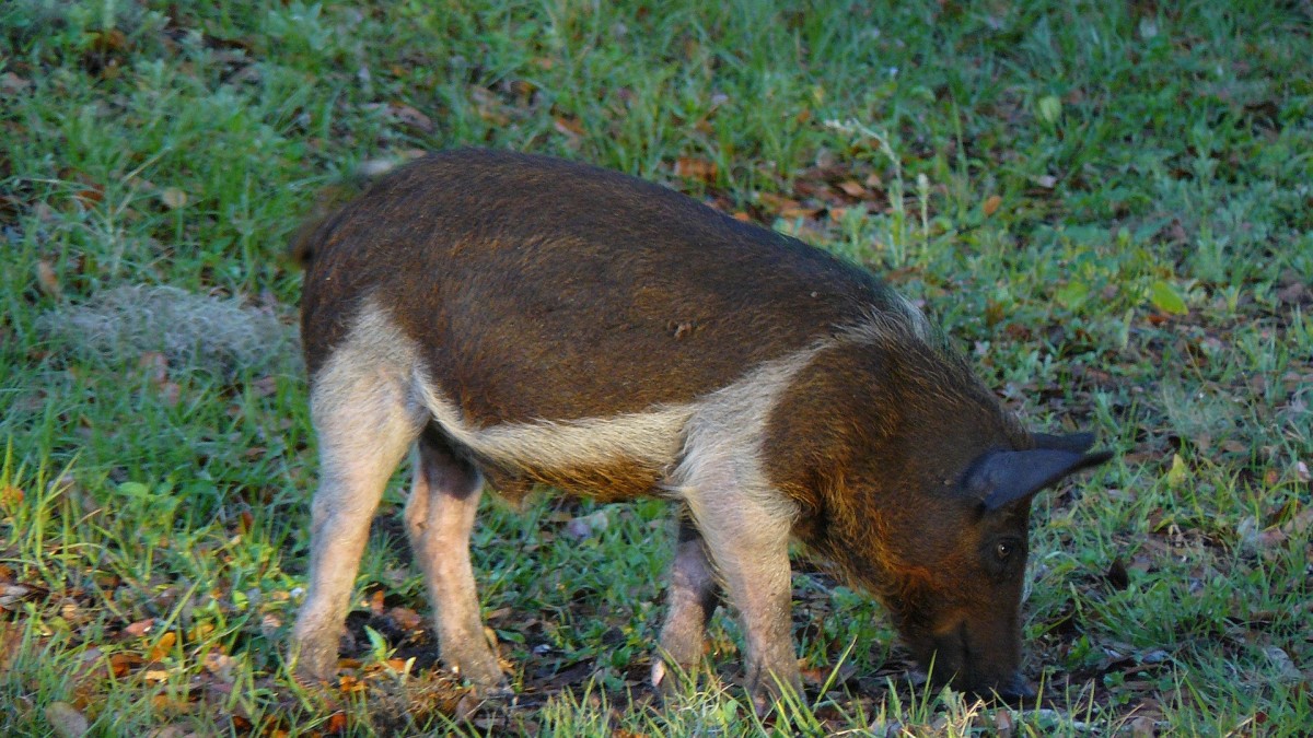 Humane Ways to Keep Feral Hogs Out of Your Yard Dengarden