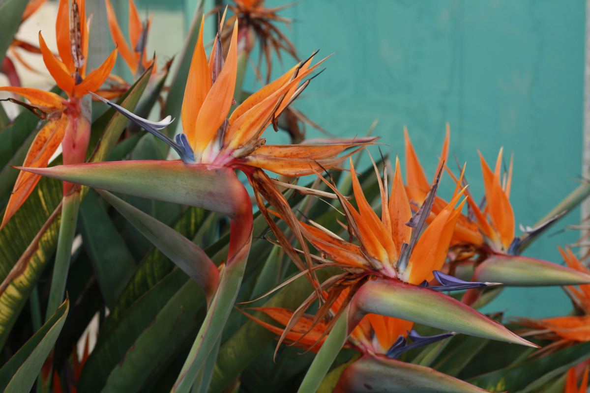 Walmart Has Cheap Birds of Paradise Plants on Sale - Dengarden News