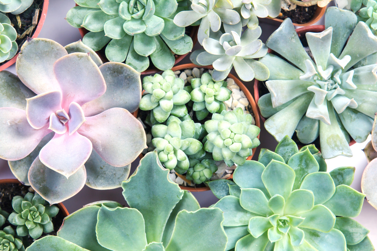 Woman's Dollar Tree Succulent Wall is Made From Tons of Garden ...